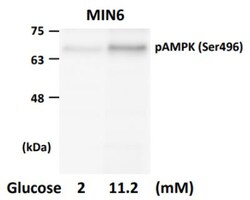 AMPK alpha 1, p Ser496 Antibody, Novus Biologicals 0.025 mL; Unconjugated:Antibodies,